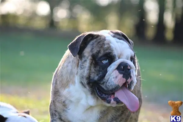 English Bulldog stud dog: a english bulldog dog with its tongue out