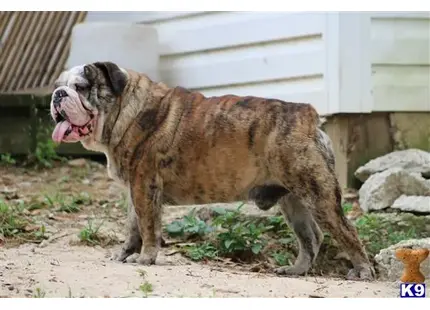 English Bulldog stud dog: a english bulldog dog standing outside