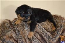 rottweiler puppy posted by divaoflionspaw
