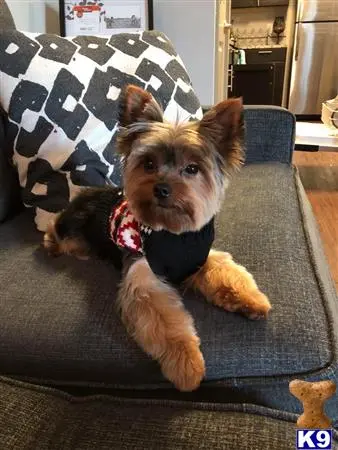 Yorkshire Terrier stud dog