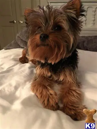 Yorkshire Terrier stud dog