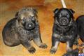 german shepherd puppy posted by dixiek9