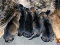 german shepherd puppy posted by dixiek9