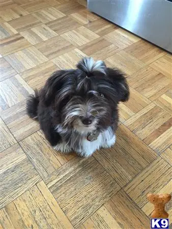 Havanese stud dog