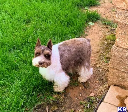 Miniature Schnauzer