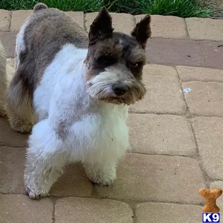 Miniature Schnauzer female dog