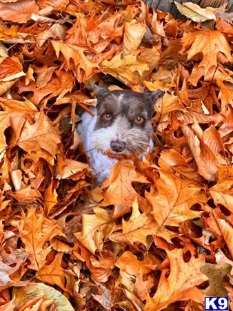 Miniature Schnauzer female dog