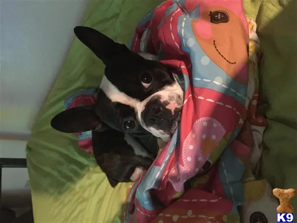 Boston Terrier stud dog