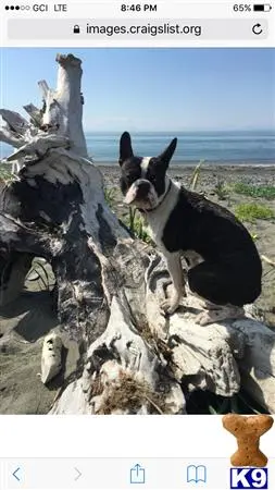 Boston Terrier stud dog