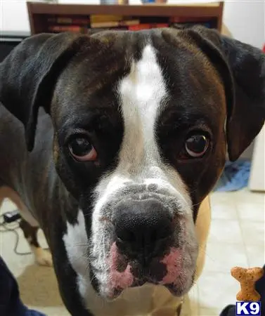 Boxer stud dog