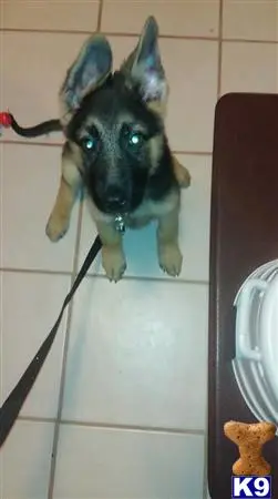 German Shepherd puppy for sale: a german shepherd dog standing on a tile floor