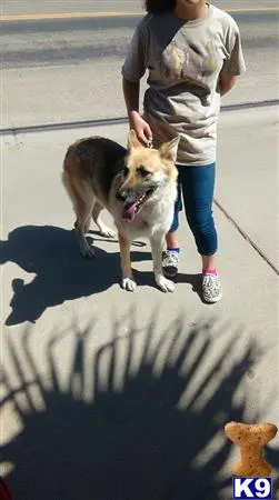 German Shepherd puppy for sale: a person walking a german shepherd dog