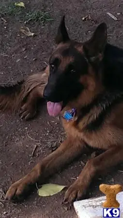 German Shepherd puppy for sale: a german shepherd dog lying on the ground