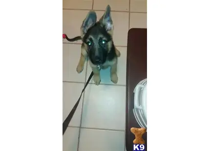German Shepherd puppy for sale: a german shepherd dog standing on a tile floor