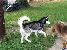 Zulu available Siberian Husky puppy located in CLARKSBURG