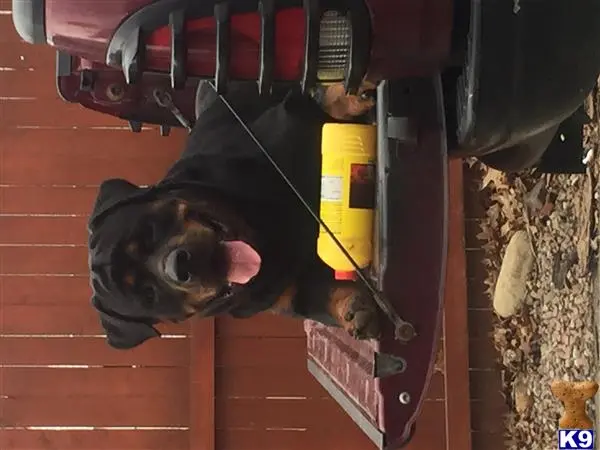 Rottweiler stud dog