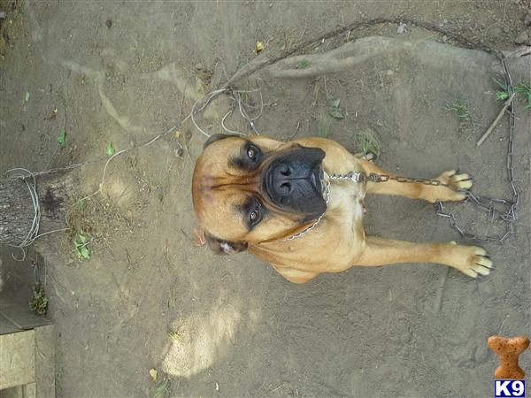 Bullmastiff stud dog