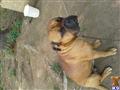 Bullmastiff stud dog: Brindle Bullmastiff sitting on dirt with a chain collar