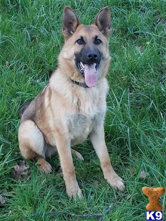 a german shepherd dog sitting in the grass