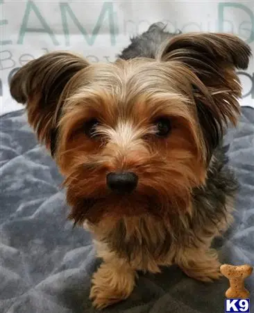 Yorkshire Terrier