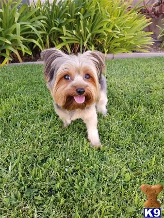 Yorkshire Terrier stud dog