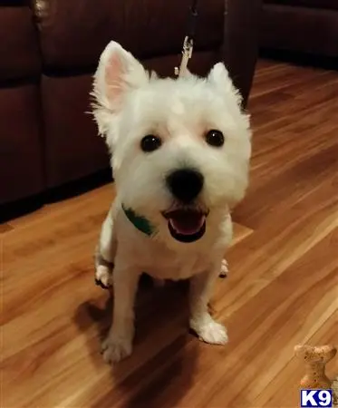 West Highland White Terrier stud dog