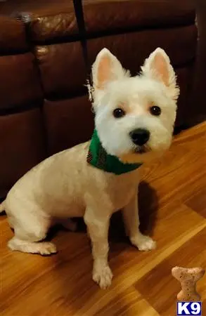 West Highland White Terrier stud dog