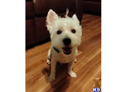 West Highland White Terrier