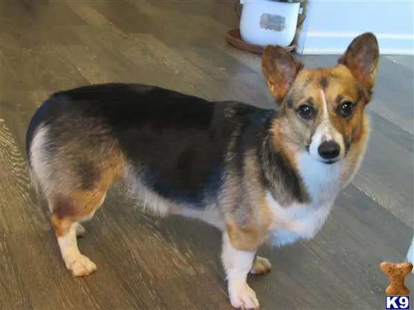 Pembroke Welsh Corgi female dog