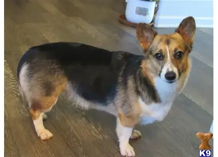 Pembroke Welsh Corgi