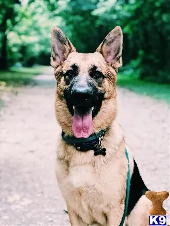 German Shepherd stud dog