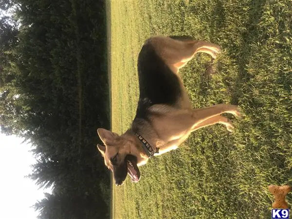 German Shepherd stud dog