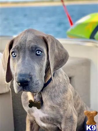 Great Dane stud dog