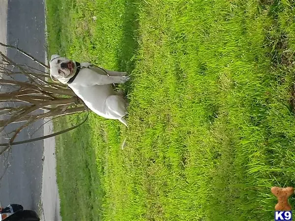 American Bulldog stud dog