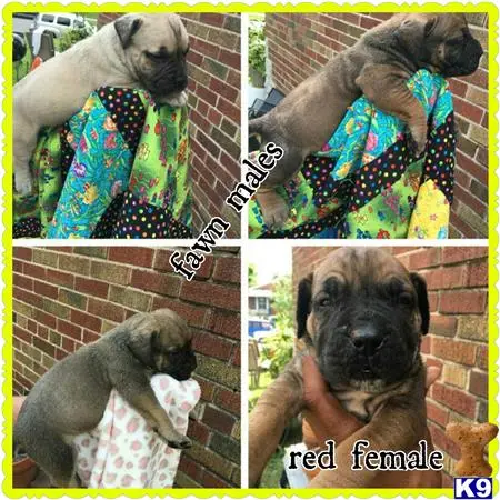 South African Boerboel puppy for sale