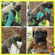 south african boerboel puppy posted by dkboerboels1