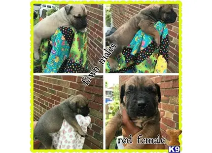a collage of a south african boerboel dog