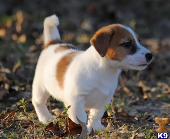 Jack Russell Terrier puppy for sale