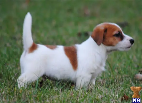 Jack Russell Terrier puppy for sale