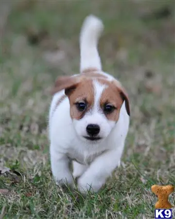 Jack Russell Terrier puppy for sale