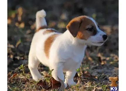 Jack Russell Terrier