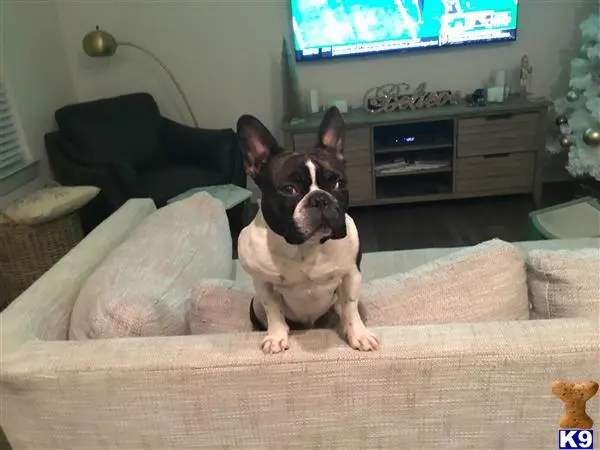 French Bulldog stud dog