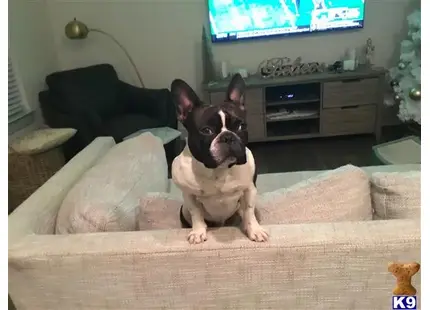 French Bulldog