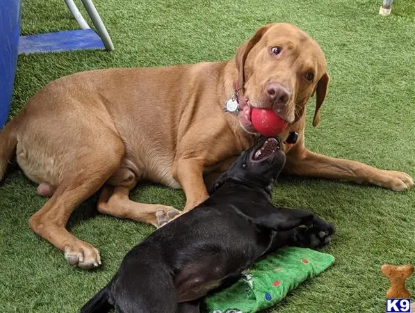 Labrador Retriever stud dog