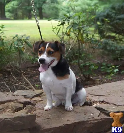 Jack Russell Terrier stud dog