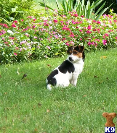 Jack Russell Terrier stud dog