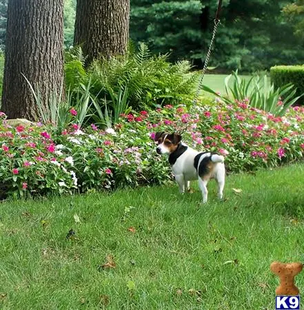 Jack Russell Terrier stud dog