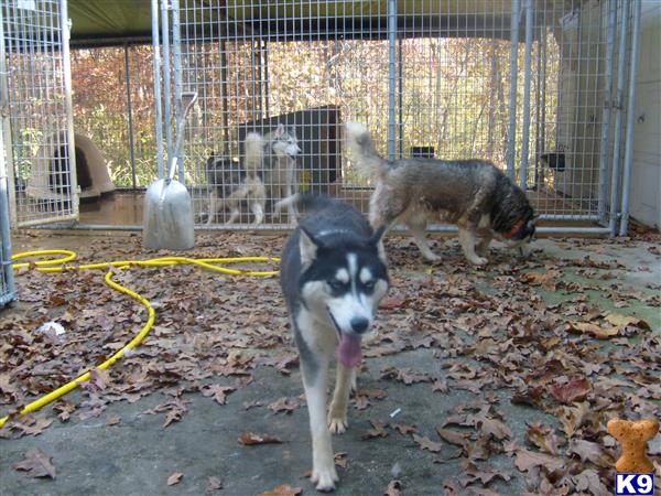 Siberian Husky dog