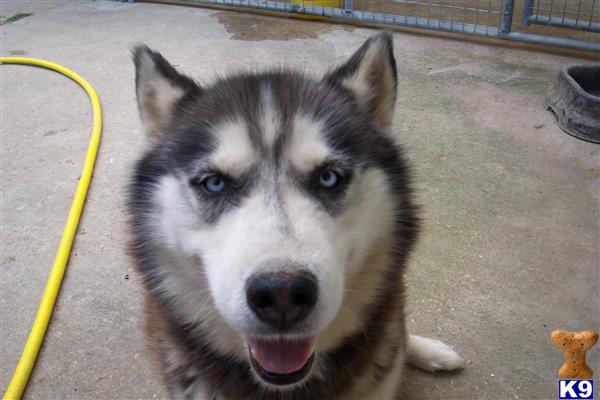 Siberian Husky dog