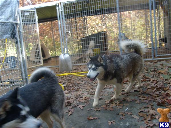 Siberian Husky dog